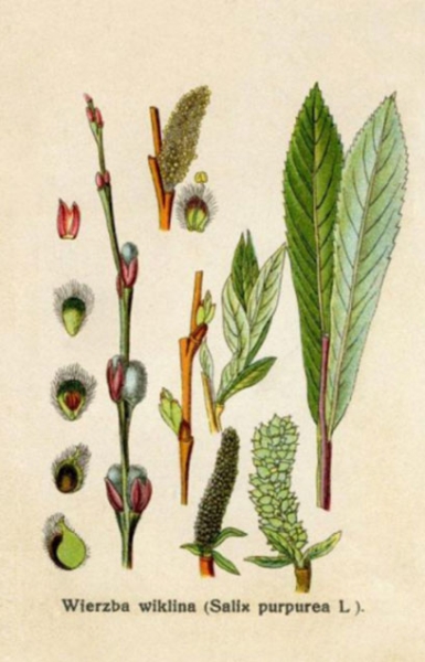 Rycina przedstawiająca liście, łodygi i nasiona wierzby