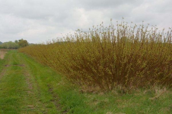 Krzewy wierzbowe na polu. Pochmurny dzień